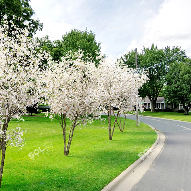 Shadbush Serviceberry Trees - Blooming Delight 3D model image 2