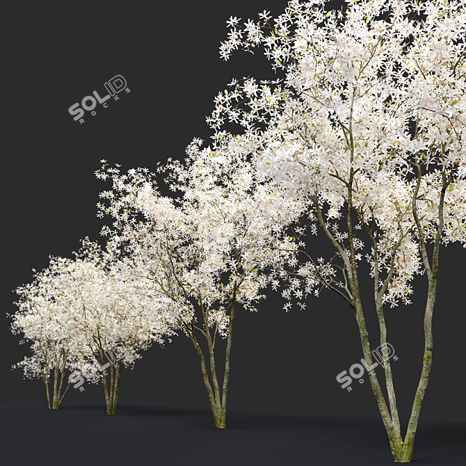 Shadbush Serviceberry Trees - Blooming Delight 3D model image 3