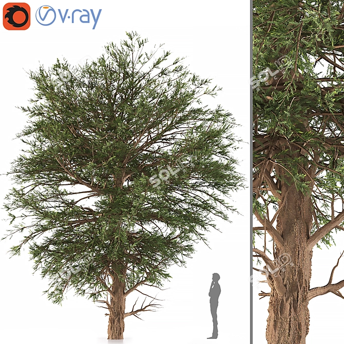 Black Pine: Premium Quality Pinus Nigra 3D model image 1