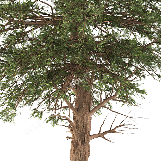 Black Pine: Premium Quality Pinus Nigra 3D model image 3