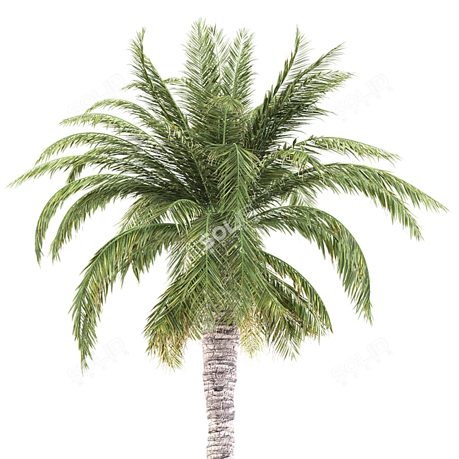 Tropical Palms Trio: Exquisite Greenery 3D model image 2