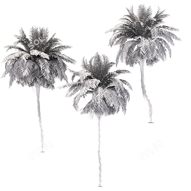 Tropical Palms Trio: Exquisite Greenery 3D model image 5