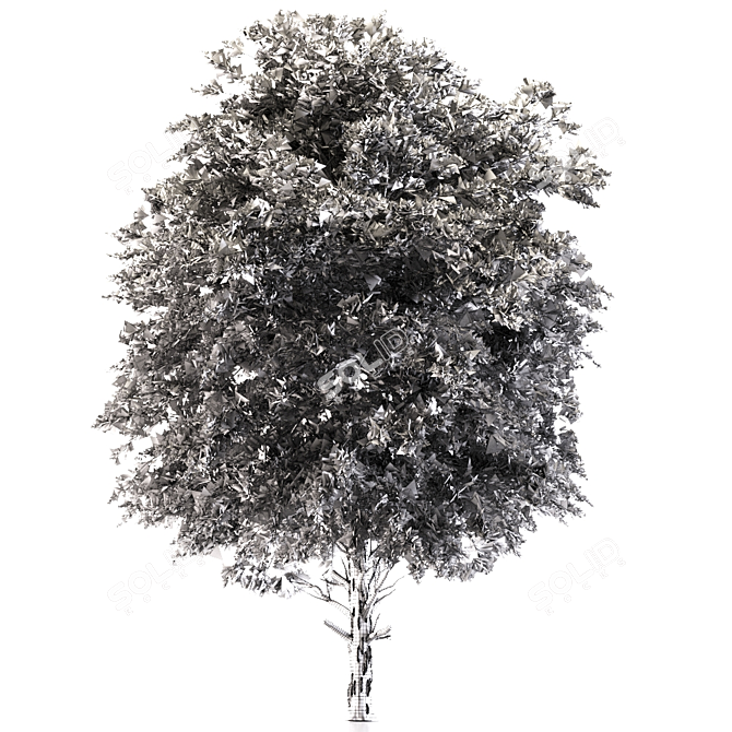 Austrian Black Pine: Polys 786,343 3D model image 4