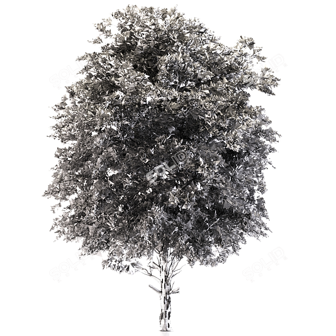 Austrian Black Pine: Polys 786,343 3D model image 8