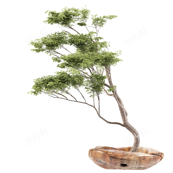 Polys Bonsai Set: 953,123 3D model image 2