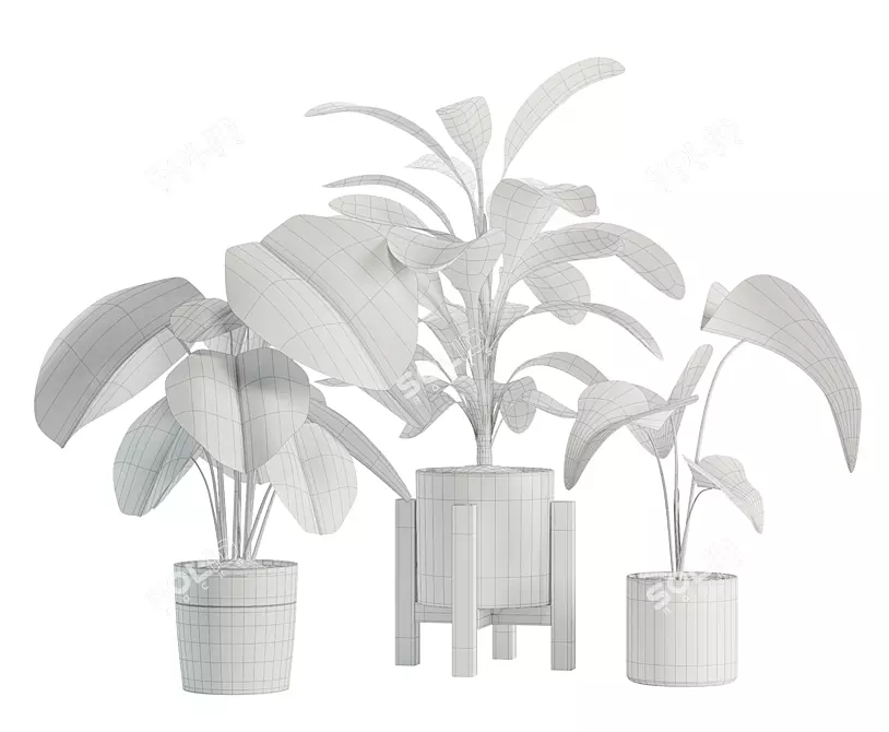 Exotic Indoor Plant Trio 3D model image 2
