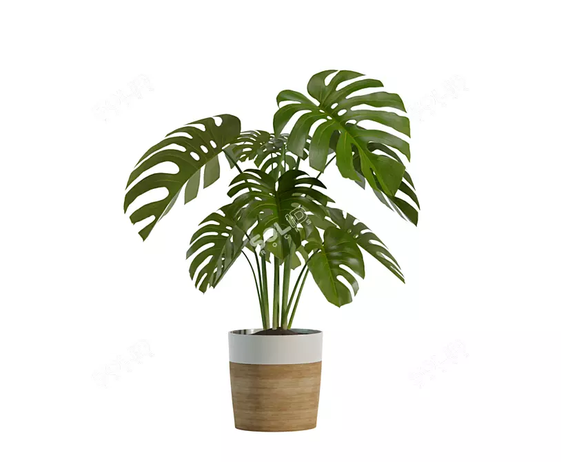 Exotic Indoor Plant Trio 3D model image 3