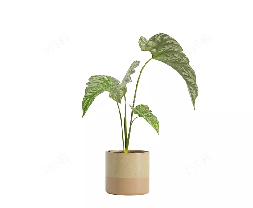 Exotic Indoor Plant Trio 3D model image 5