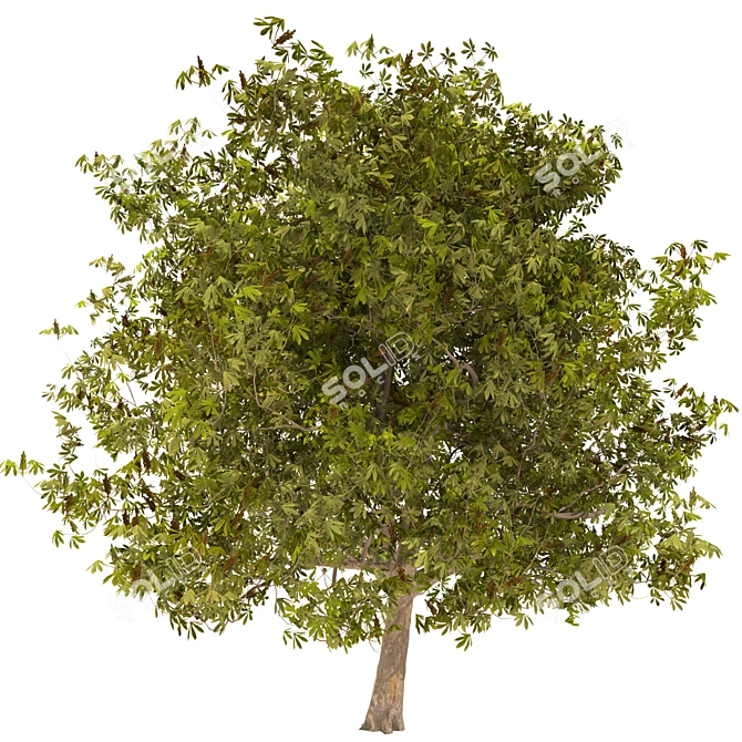 Majestic Chestnut Tree - 3D Model 3D model image 1