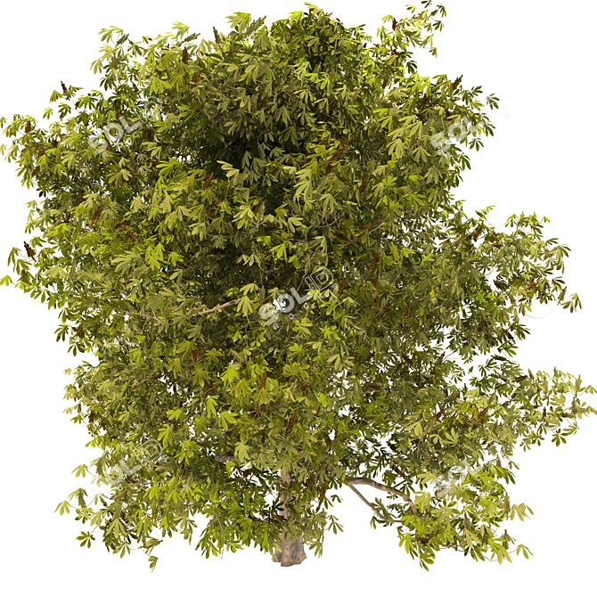 Majestic Chestnut Tree - 3D Model 3D model image 2