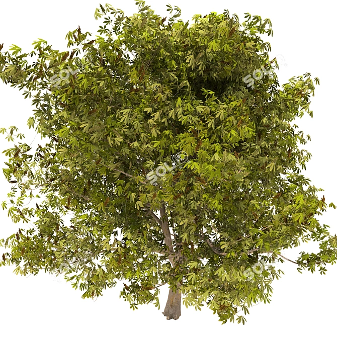 Majestic Chestnut Tree - 3D Model 3D model image 3