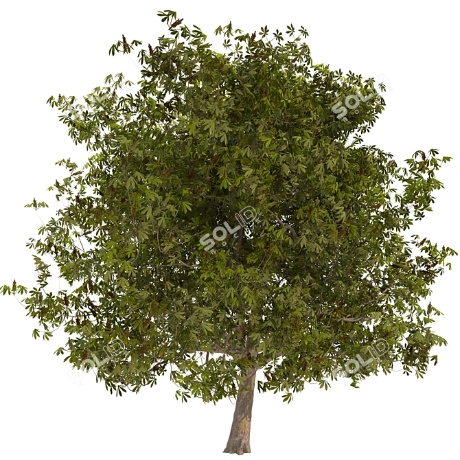 Majestic Chestnut Tree - 3D Model 3D model image 4