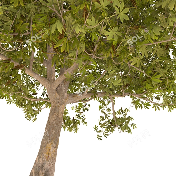 Majestic Chestnut Tree - 3D Model 3D model image 5