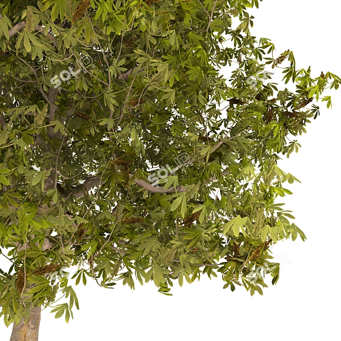 Majestic Chestnut Tree - 3D Model 3D model image 6