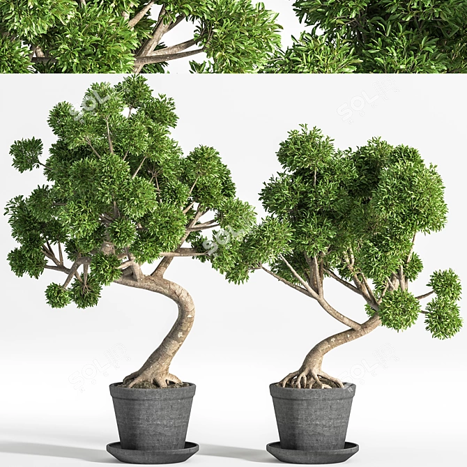 Breathtaking Bonsai - Plant 04 3D model image 1