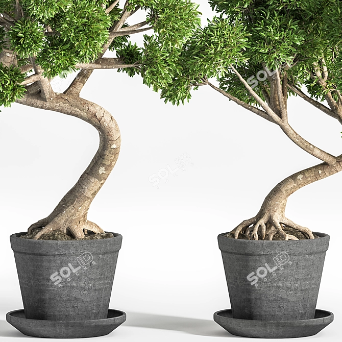 Breathtaking Bonsai - Plant 04 3D model image 2