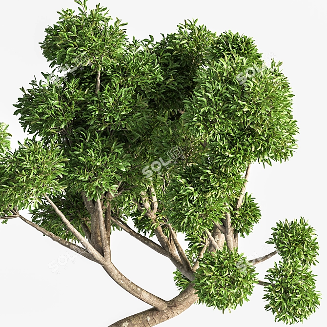 Breathtaking Bonsai - Plant 04 3D model image 3