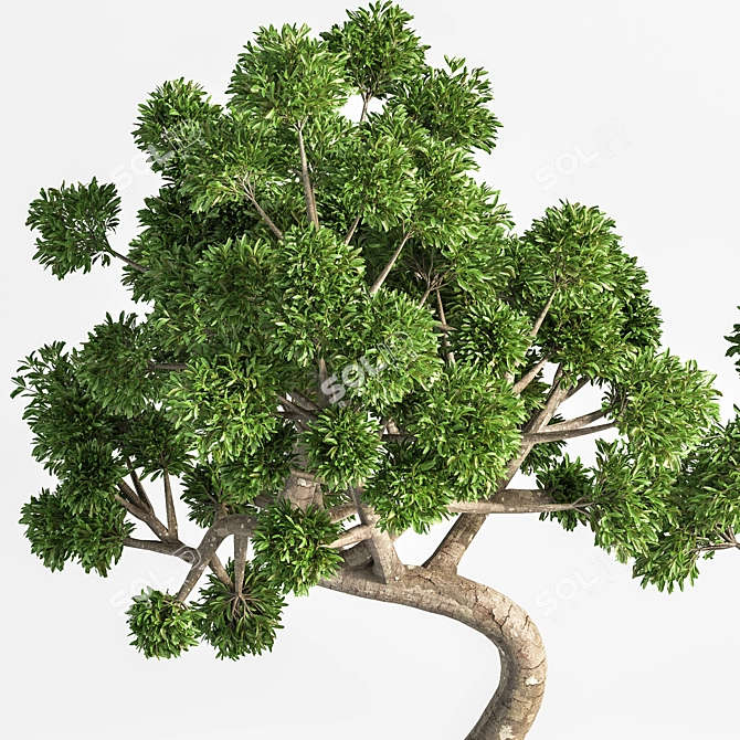 Breathtaking Bonsai - Plant 04 3D model image 4