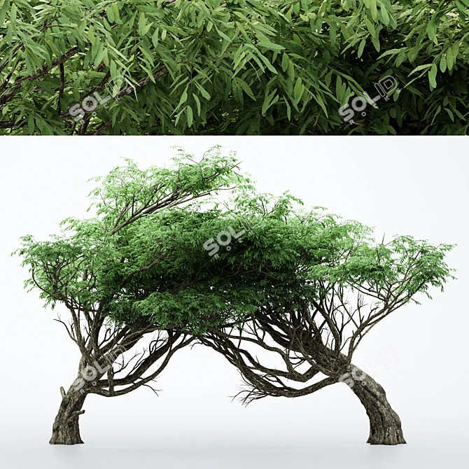 Dual Acacia Tree Bundle | High Detail and Scalable 3D model image 1