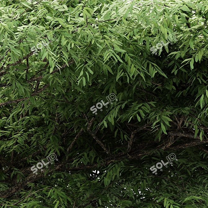 Dual Acacia Tree Bundle | High Detail and Scalable 3D model image 2