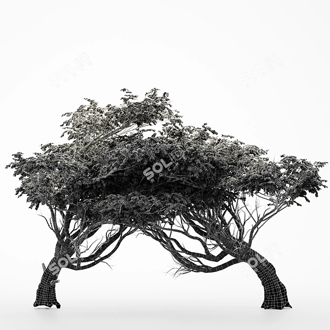 Dual Acacia Tree Bundle | High Detail and Scalable 3D model image 3