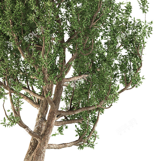 European Black Alder: Classic European Tree 3D model image 2