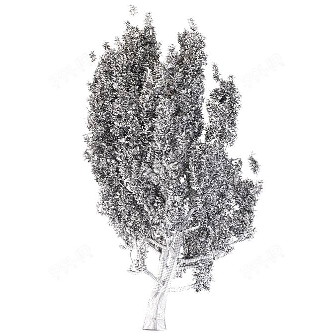 European Black Alder: Classic European Tree 3D model image 3