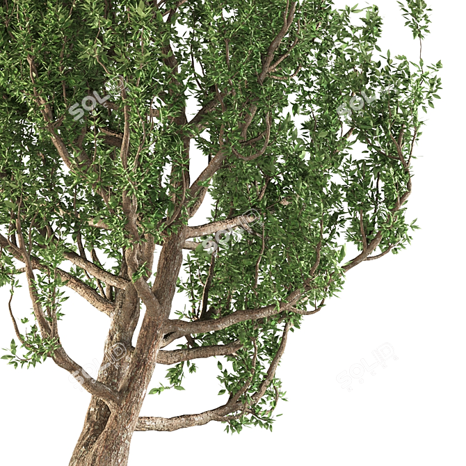 European Black Alder: Classic European Tree 3D model image 5