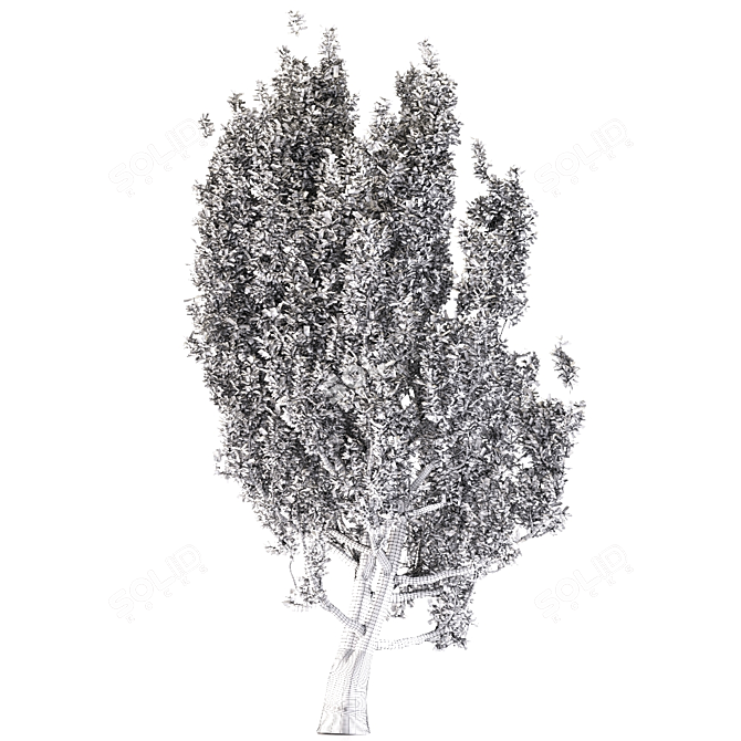 European Black Alder: Classic European Tree 3D model image 6