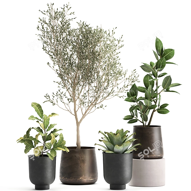 Exotic Plant Collection: Olive, Ficus, Croton, in Stylish Metal Pots 3D model image 1