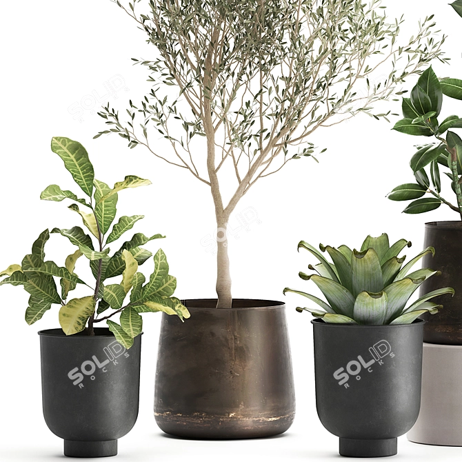 Exotic Plant Collection: Olive, Ficus, Croton, in Stylish Metal Pots 3D model image 2