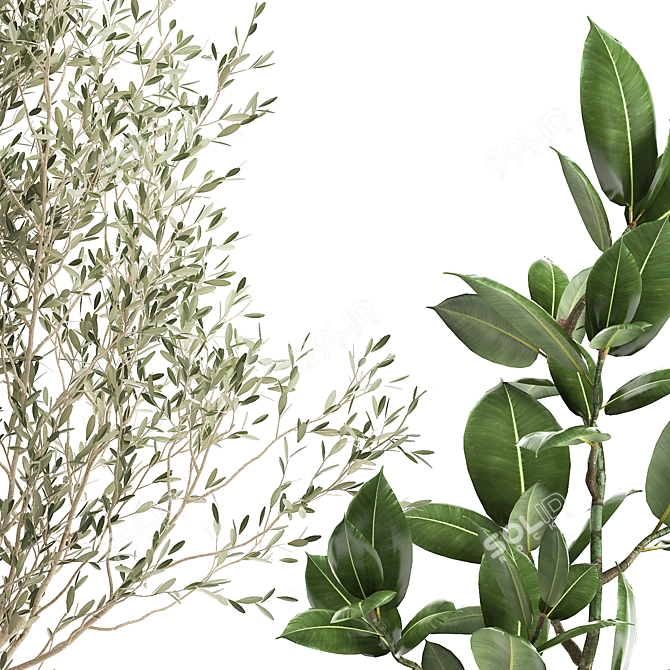 Exotic Plant Collection: Olive, Ficus, Croton, in Stylish Metal Pots 3D model image 3