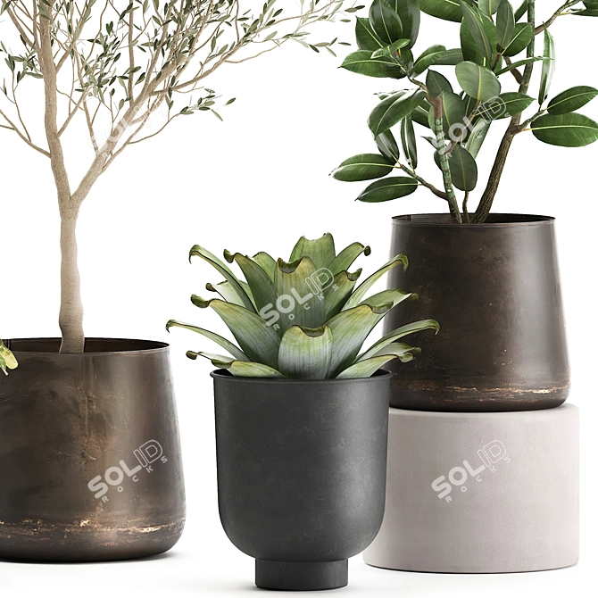 Exotic Plant Collection: Olive, Ficus, Croton, in Stylish Metal Pots 3D model image 5