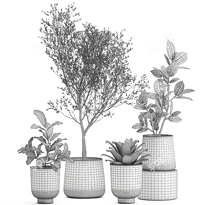 Exotic Plant Collection: Olive, Ficus, Croton, in Stylish Metal Pots 3D model image 6