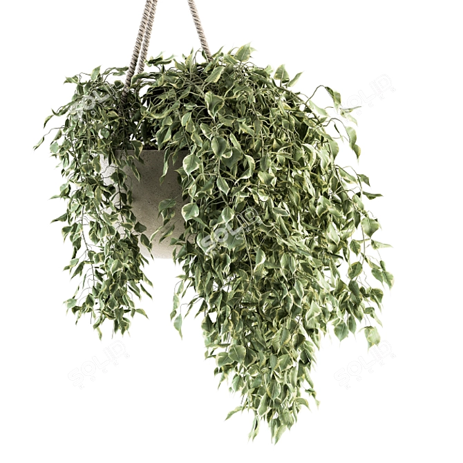 Botanical Bliss - Hanging Plant Set 3D model image 3