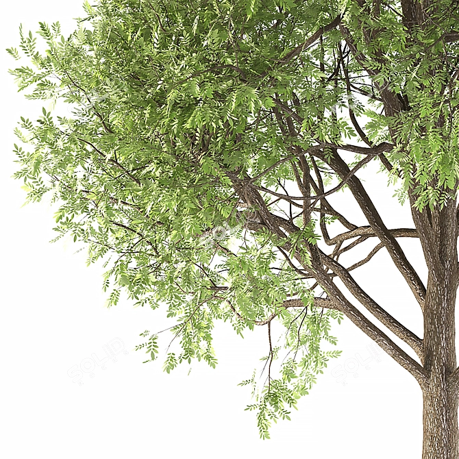 Averrhoa Bilimbi: Exotic Fruit Tree 3D model image 3