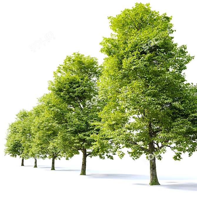 Field Maple Tree: Vray & Corona Ready 3D model image 2