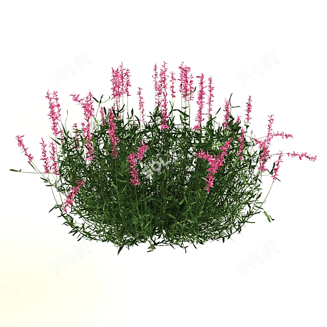 Ruellia Brittoniana: Stunning 2013 Plant 3D model image 3