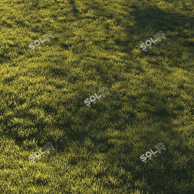 Lush Green Lawn Grass: High-Quality 3D Model 3D model image 7