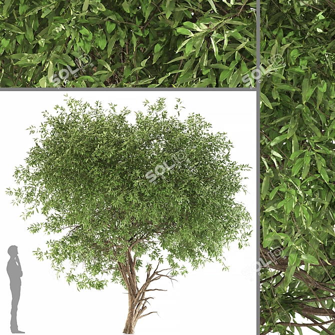 Graceful Weeping Pear Tree 3D model image 1