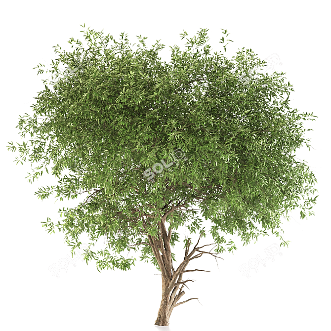 Graceful Weeping Pear Tree 3D model image 3