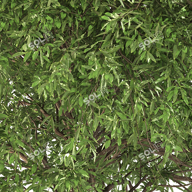 Graceful Weeping Pear Tree 3D model image 4