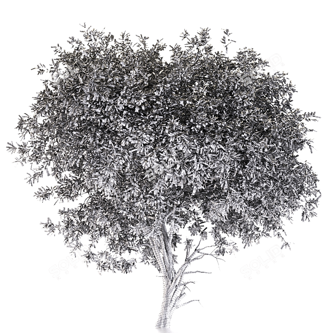Graceful Weeping Pear Tree 3D model image 5