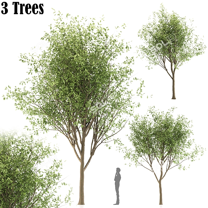 Oak Tree Trio - 3 Sizes 3D model image 1