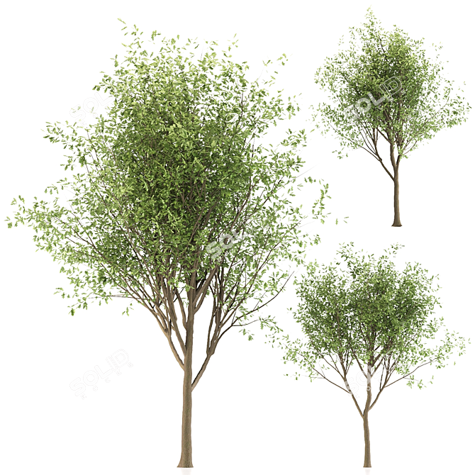 Oak Tree Trio - 3 Sizes 3D model image 2