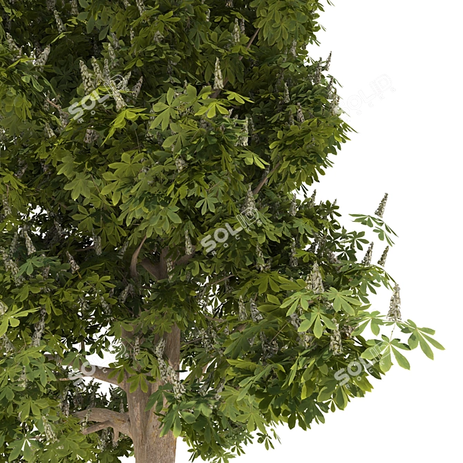 Blooming Chestnut Tree - 3D Model 3D model image 3