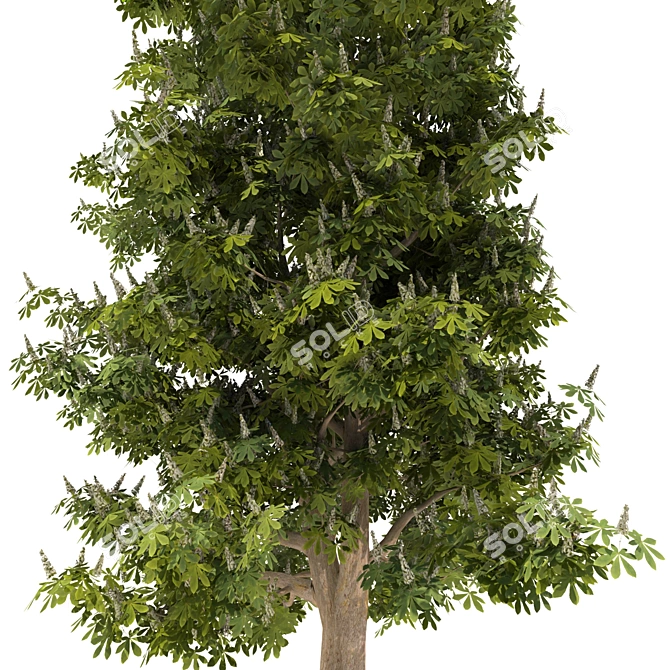 Blooming Chestnut Tree - 3D Model 3D model image 4