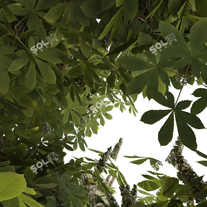 Blooming Chestnut Tree - 3D Model 3D model image 5