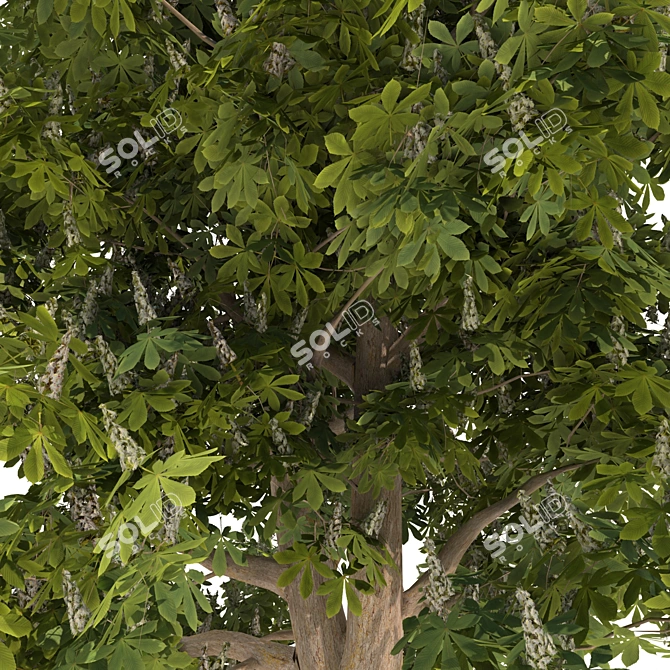 Blooming Chestnut Tree - 3D Model 3D model image 6