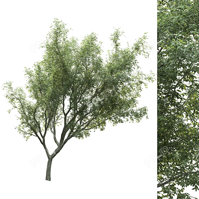 PolyTree: Stunning Landscape Ornament 3D model image 1